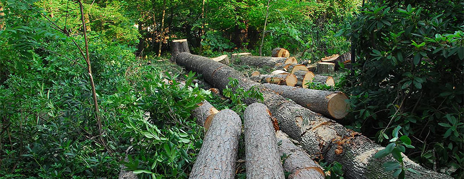 Logs on the ground in the forest.